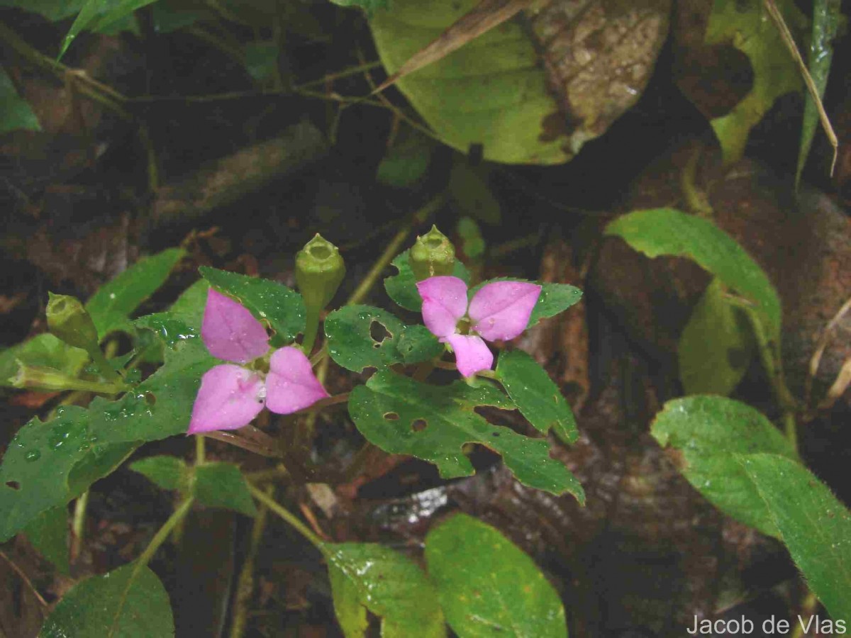 Sonerila silvatica Lundin